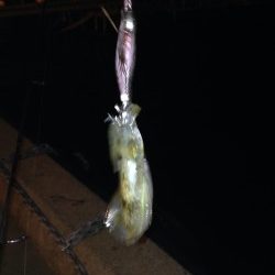 アオリ新子調査