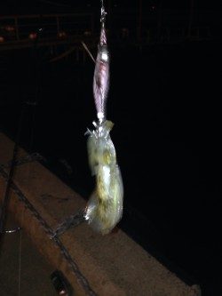 アオリ新子調査