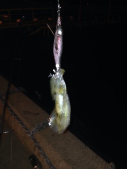 アオリ新子調査