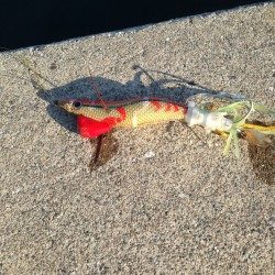 今日も仕事帰りにタコです。