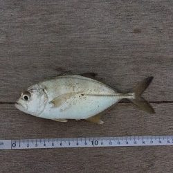 帰宅から夕飯までの超短時間釣行