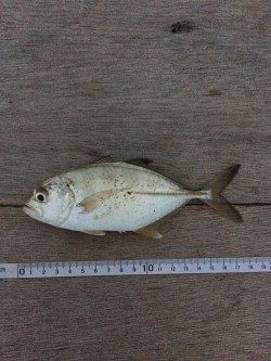 帰宅から夕飯までの超短時間釣行