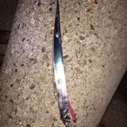 大阪タチウオ開幕！