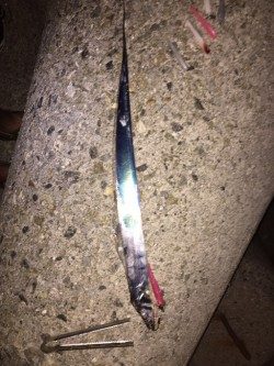 大阪タチウオ開幕！