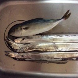 佐野川 ツバス 太刀魚 サワラ