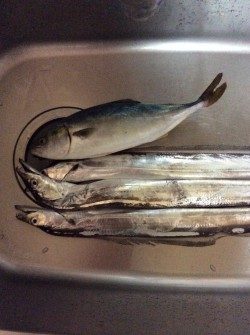 佐野川 ツバス 太刀魚 サワラ