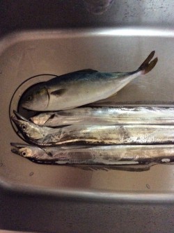 佐野川 ツバス 太刀魚 サワラ