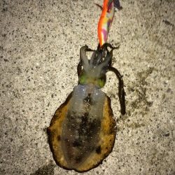 今年初の新子アオリちゃん。