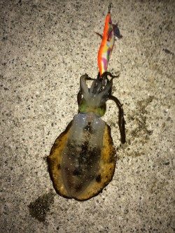 今年初の新子アオリちゃん。