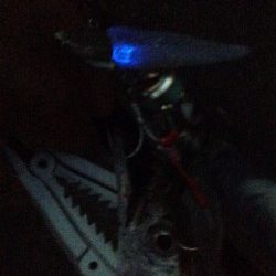 タチウオ開幕！