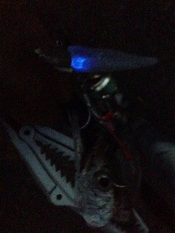 タチウオ開幕！