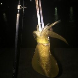 真夜中のエギング調査