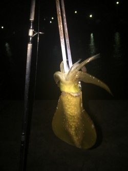 真夜中のエギング調査