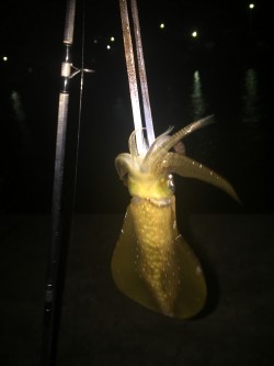 真夜中のエギング調査