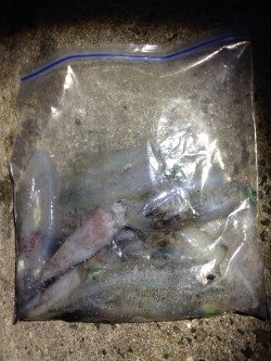 週末アングラー