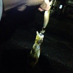 数年ぶりにエギング