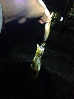 数年ぶりにエギング