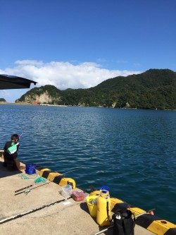 サビキにきたのに