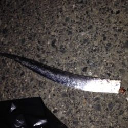 散歩がてら小野浜にワインド