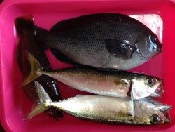 ウキ釣りの成果