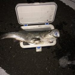 シーバス好釣！