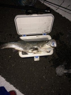 シーバス好釣！