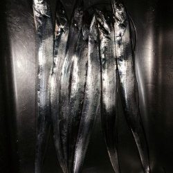 さんまフィッシング