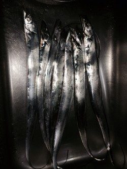 さんまフィッシング