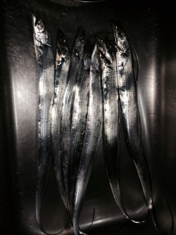 さんまフィッシング