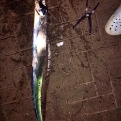 連日太刀魚ドラゴン調査