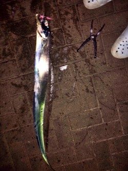 連日太刀魚ドラゴン調査