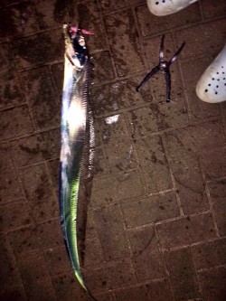 連日太刀魚ドラゴン調査