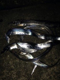 ムコイチパトロール