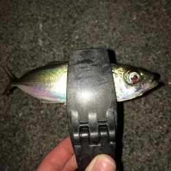 アジング in田尻