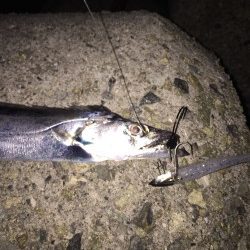 小型が多くて‥‥