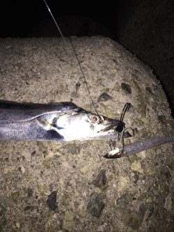 小型が多くて‥‥