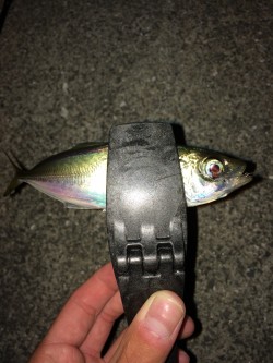 アジング in田尻