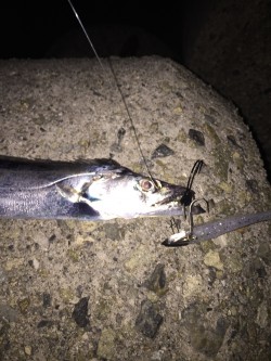 小型が多くて‥‥