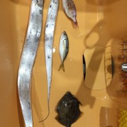 なんとかタチウオ釣れた