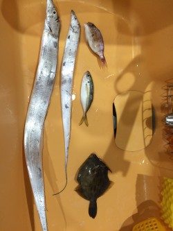 なんとかタチウオ釣れた