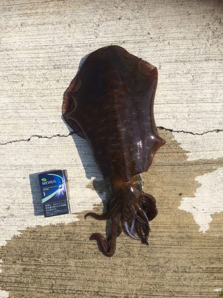 朝から夕方まで！