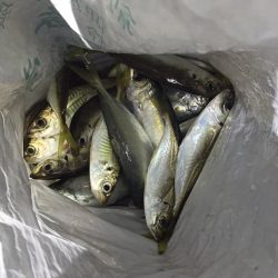 久々の貝塚エリア アジング調査！