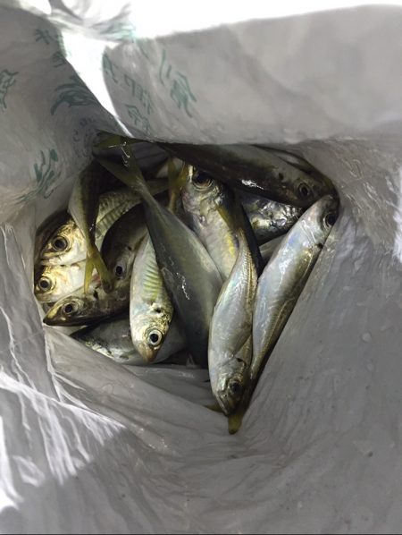 久々の貝塚エリア アジング調査！