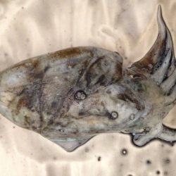 ただただ釣りまくる！