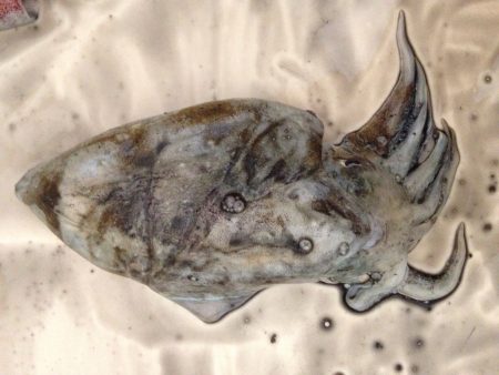 ただただ釣りまくる！