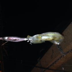 アオリ新子調査