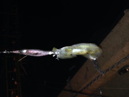 アオリ新子調査