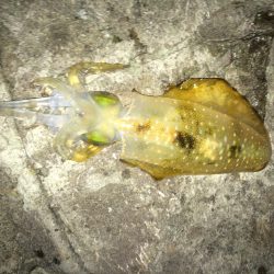 ケンサの後のアオリ