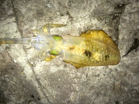 ケンサの後のアオリ