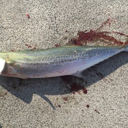 EARLY IN THE EVENING釣行